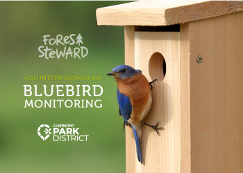 Bright, male blue bird perches on front of nest box